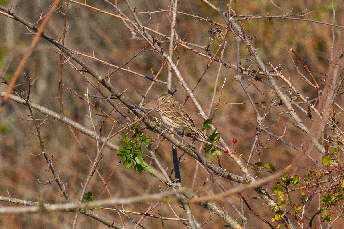 Пасовник польовий - ML645309951