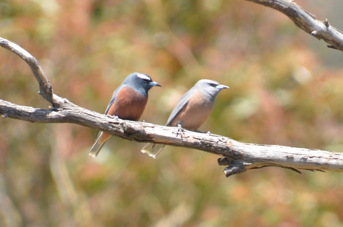 Ланграйн білобровий - ML645309952