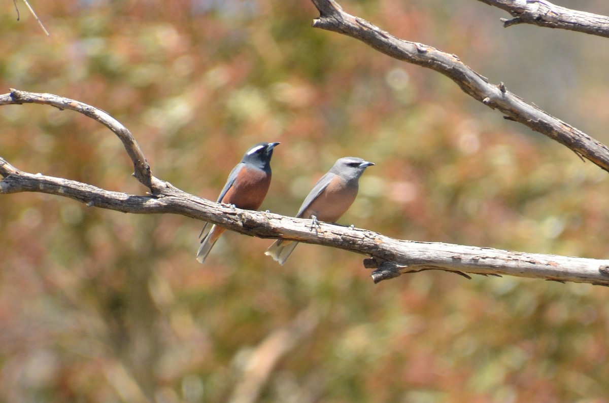 Ланграйн білобровий - ML645309953