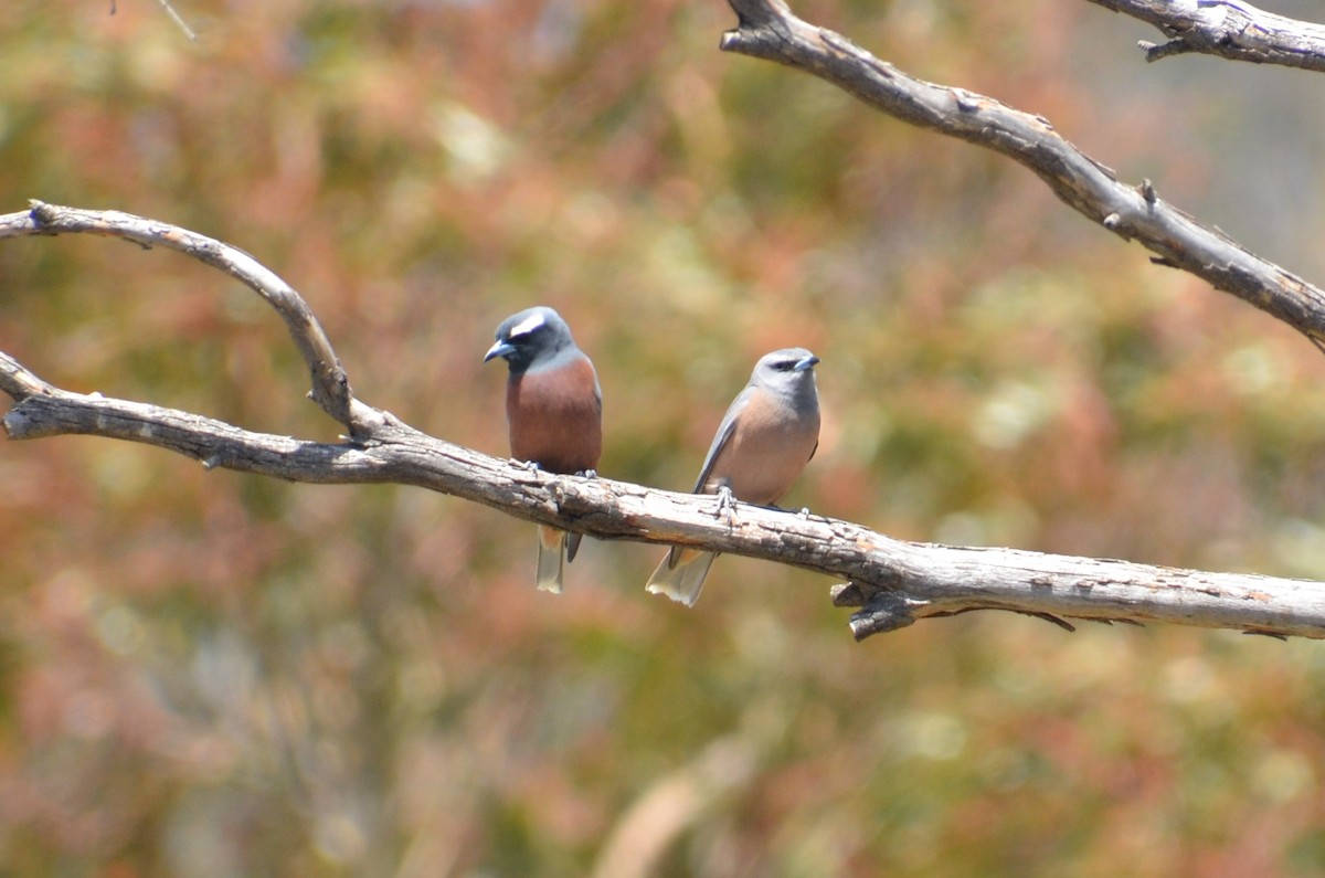 Ланграйн білобровий - ML645309954