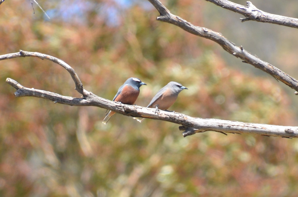 Ланграйн білобровий - ML645309955