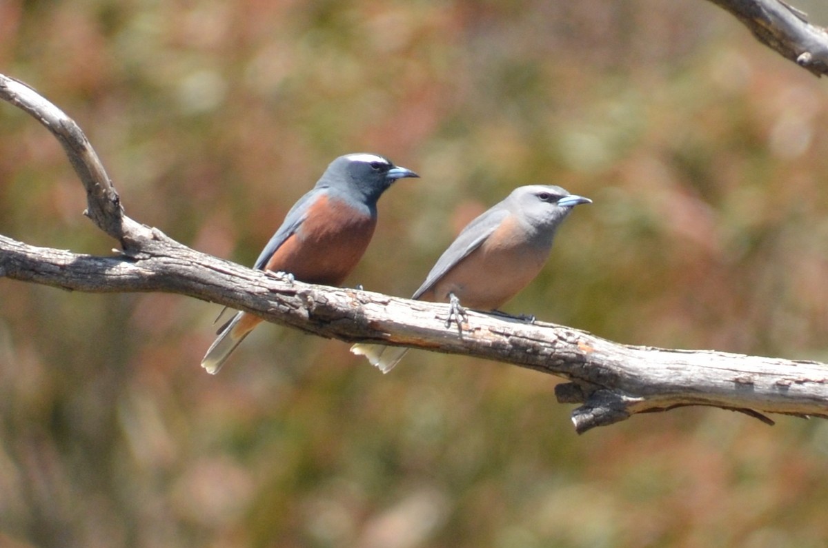 Ланграйн білобровий - ML645309956