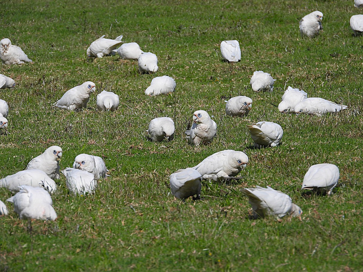 Какаду малий - ML645309957