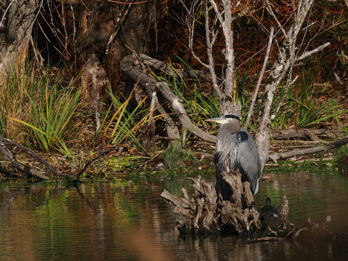 Чапля північна - ML645309958