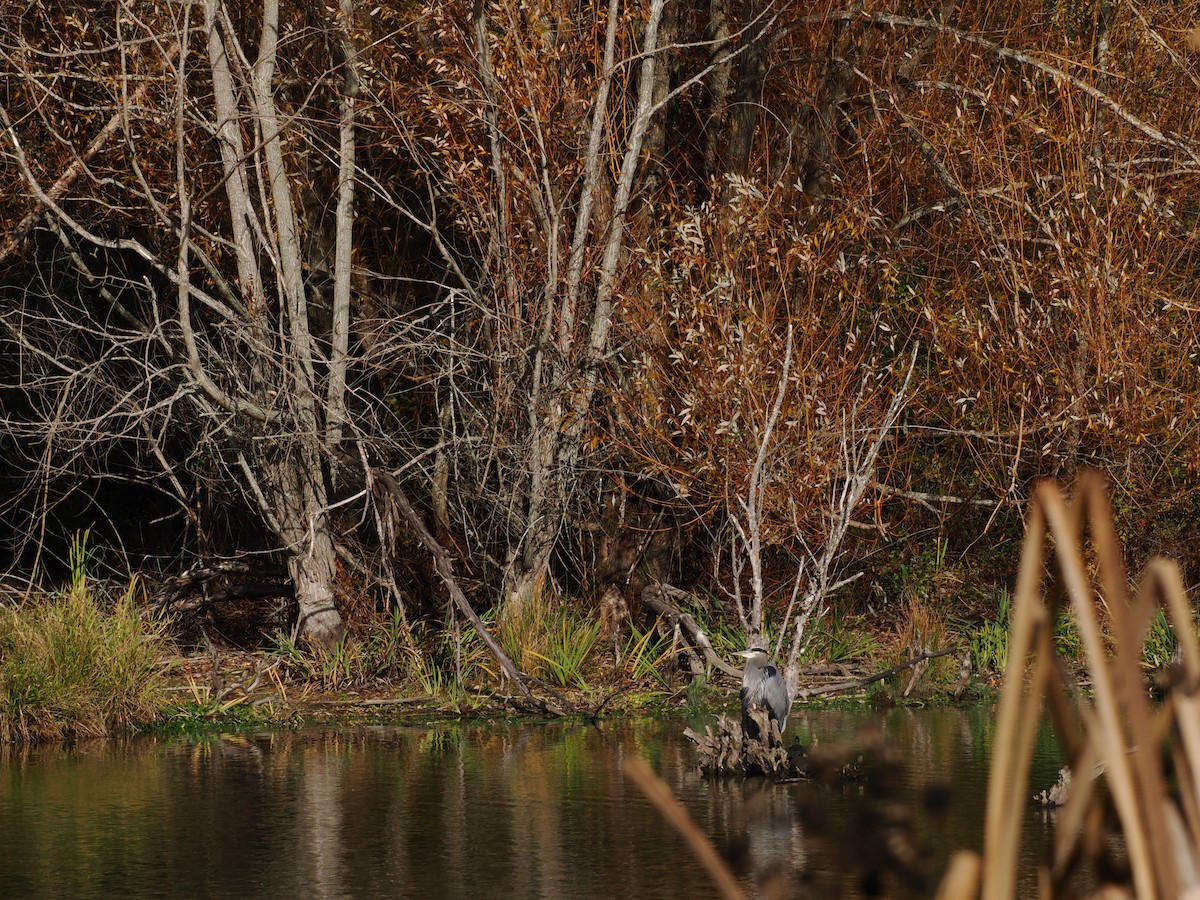 Чапля північна - ML645309959