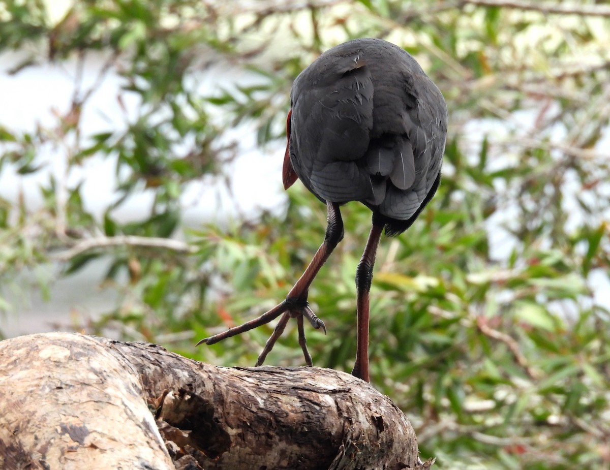 Султанка австралійська - ML645309960