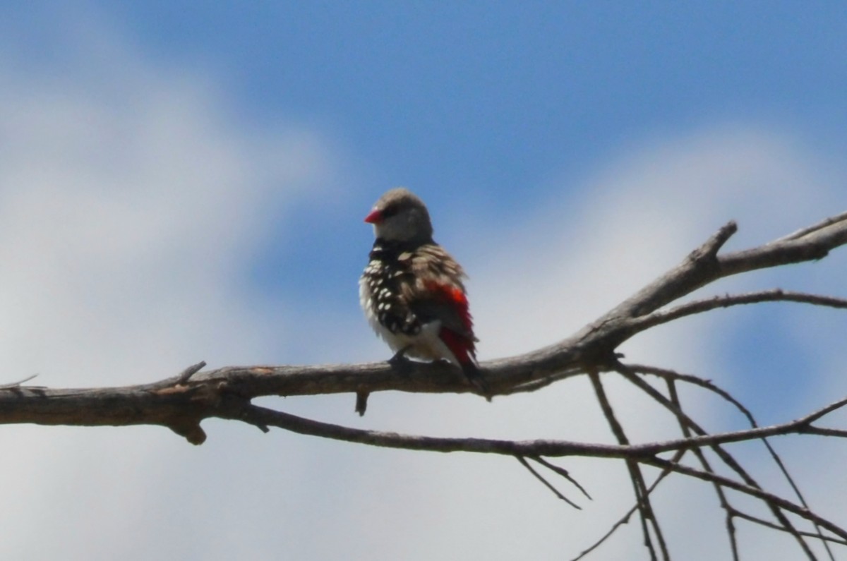 Вогнегуз діамантовий - ML645309961