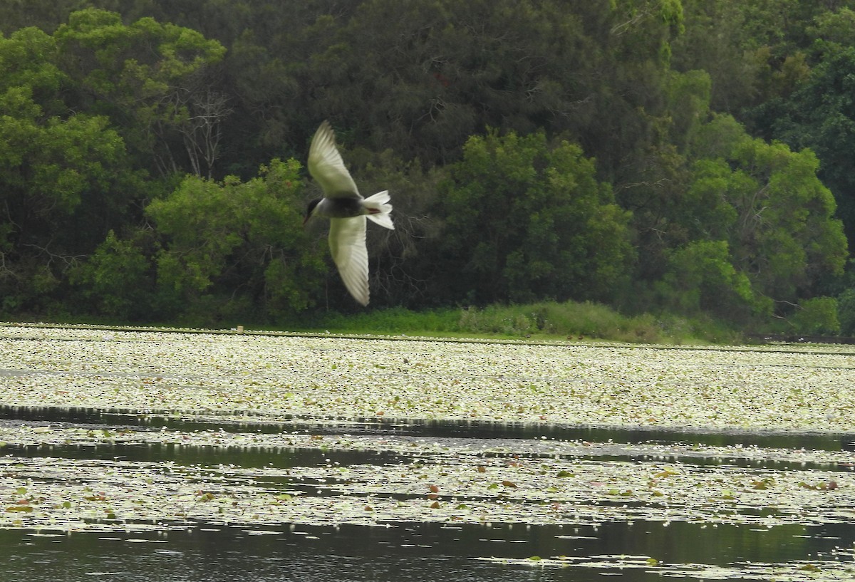 Крячок білощокий - ML645309962