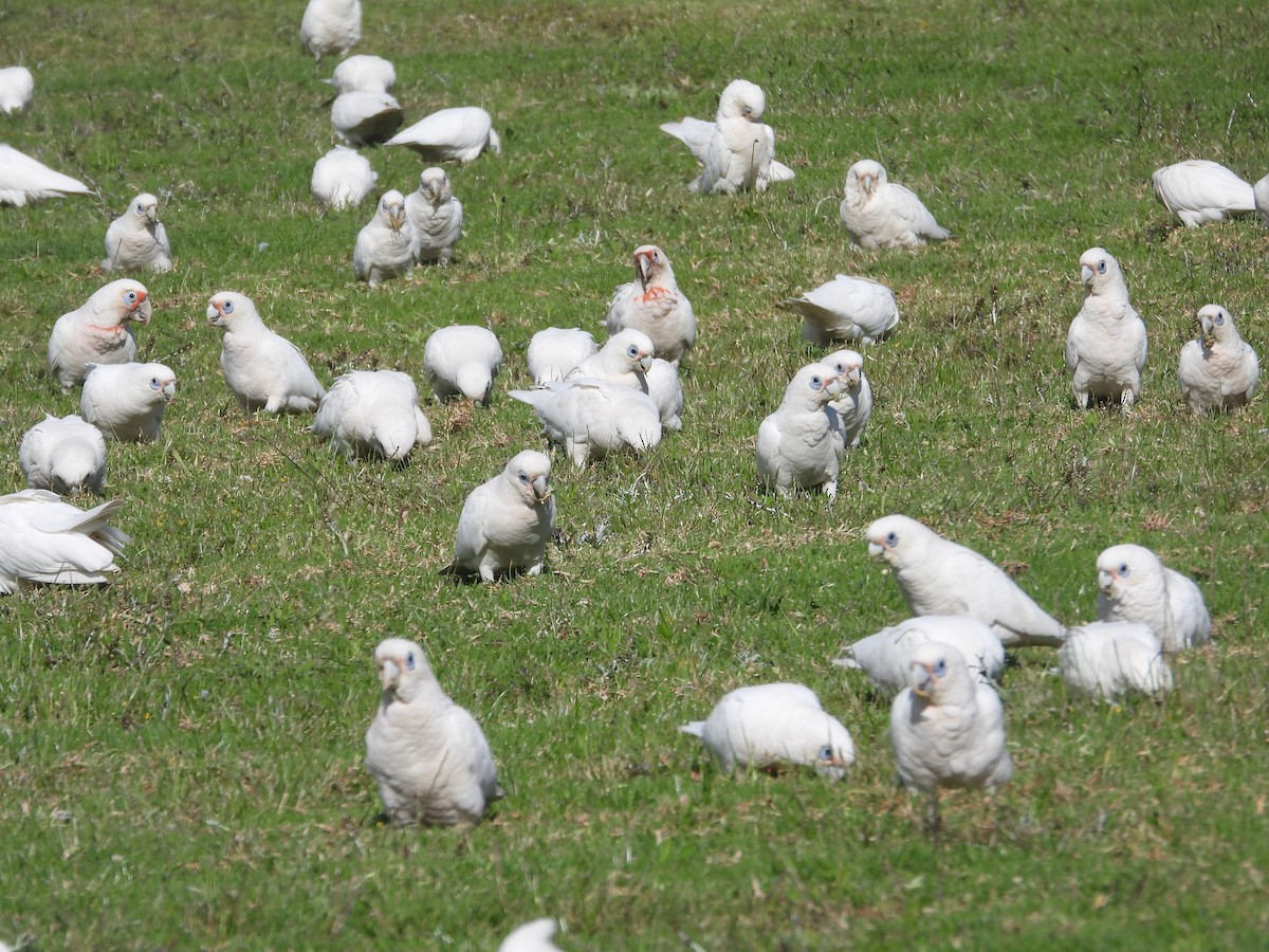 Какаду малий - ML645309963