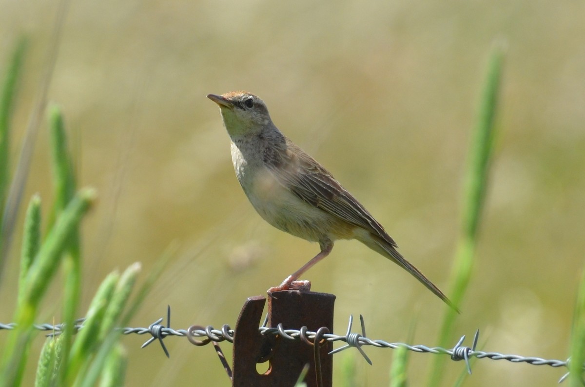 Роляк рудогузий - ML645309964