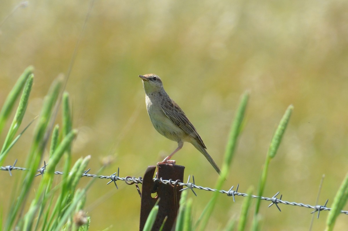 Роляк рудогузий - ML645309965