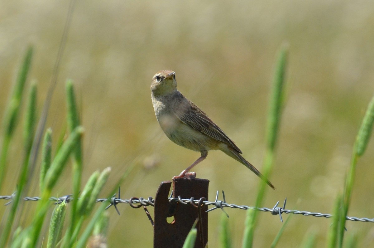 Роляк рудогузий - ML645309966
