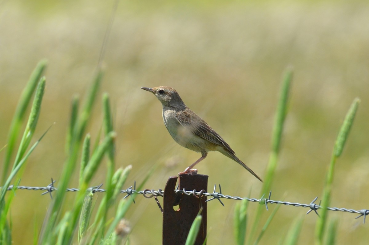 Роляк рудогузий - ML645309967