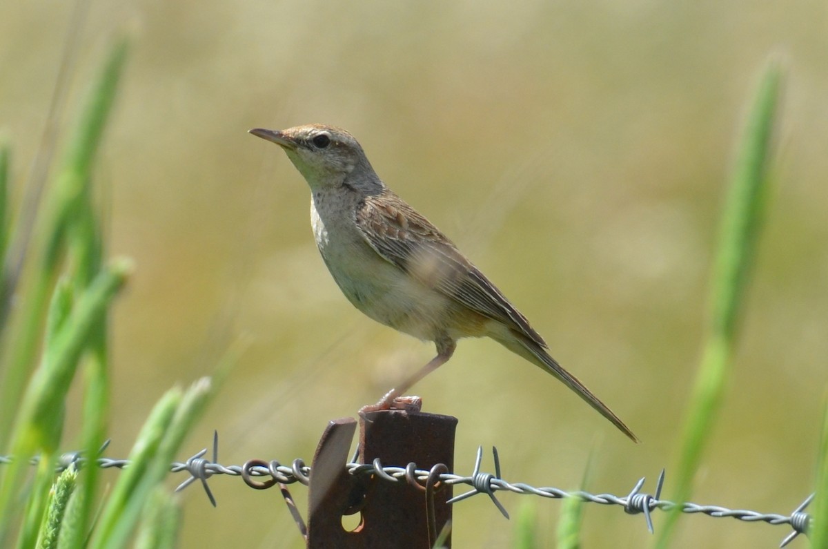 Роляк рудогузий - ML645309969