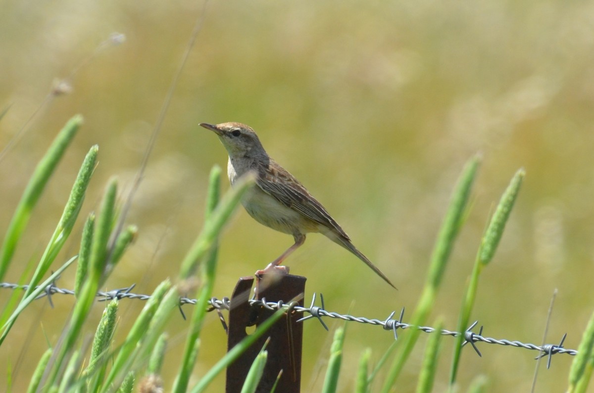 Роляк рудогузий - ML645309970