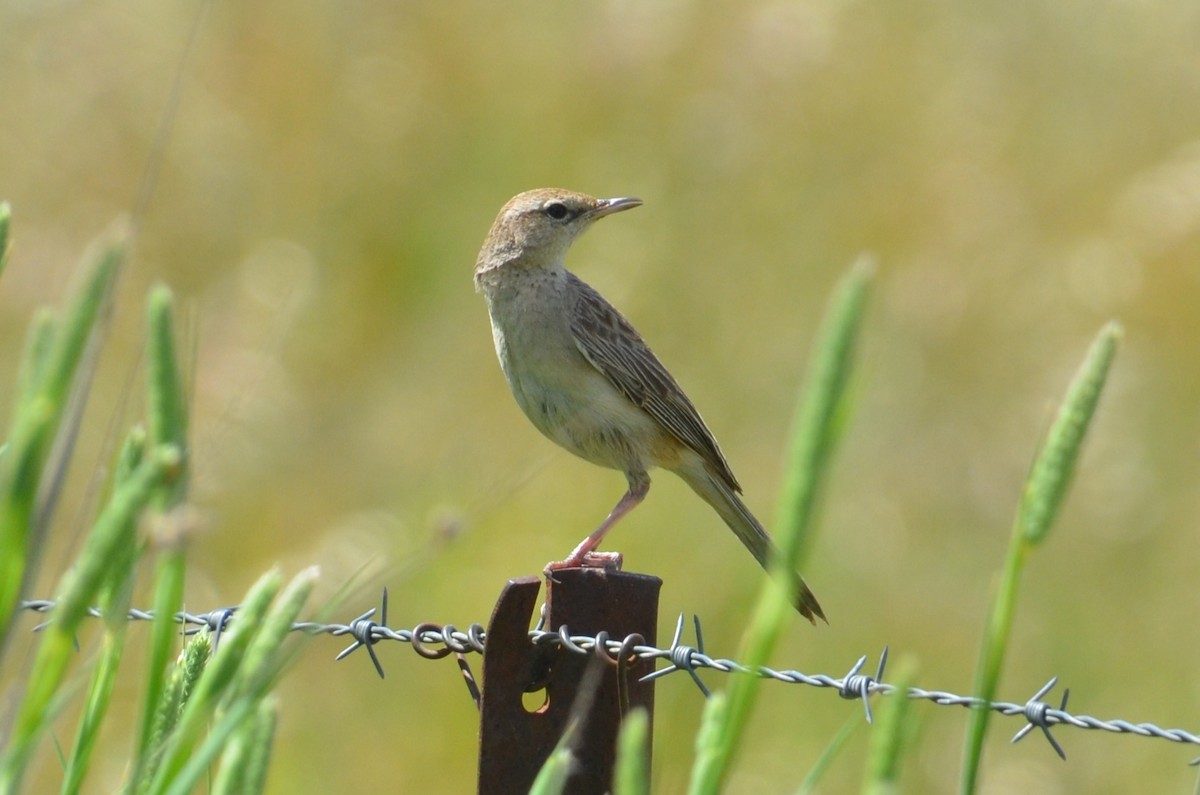 Роляк рудогузий - ML645309971