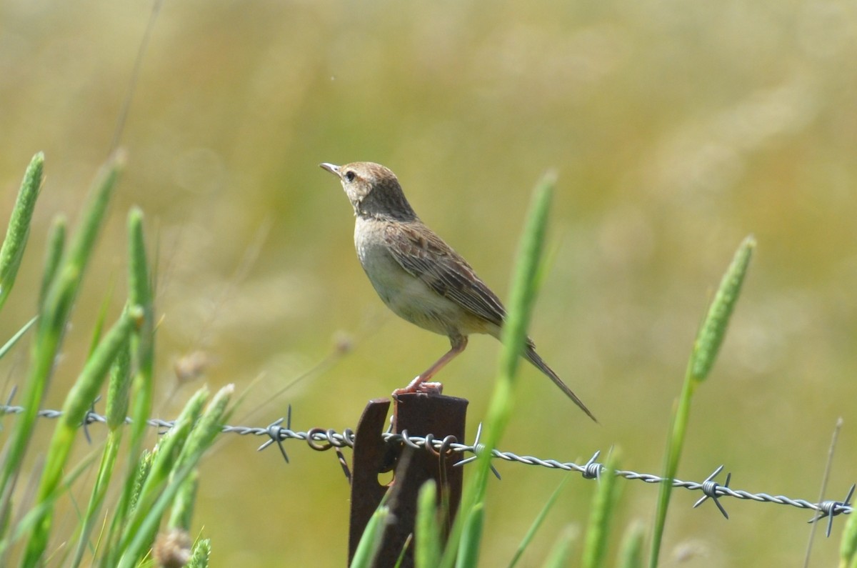 Роляк рудогузий - ML645309972