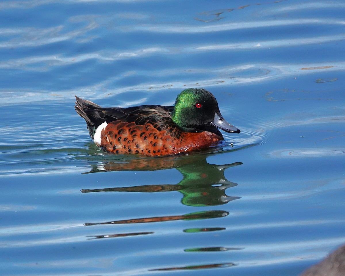 Chestnut Teal - ML645309974