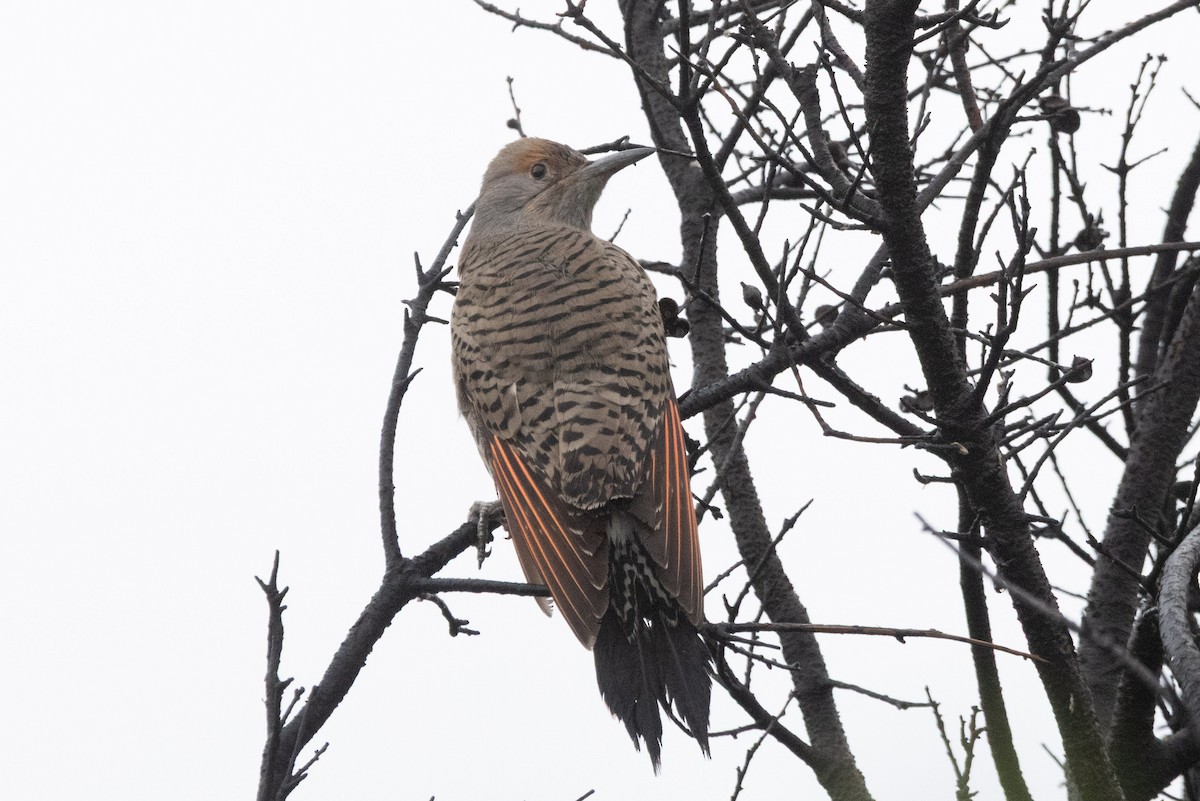 ハシボソキツツキ - ML645309976