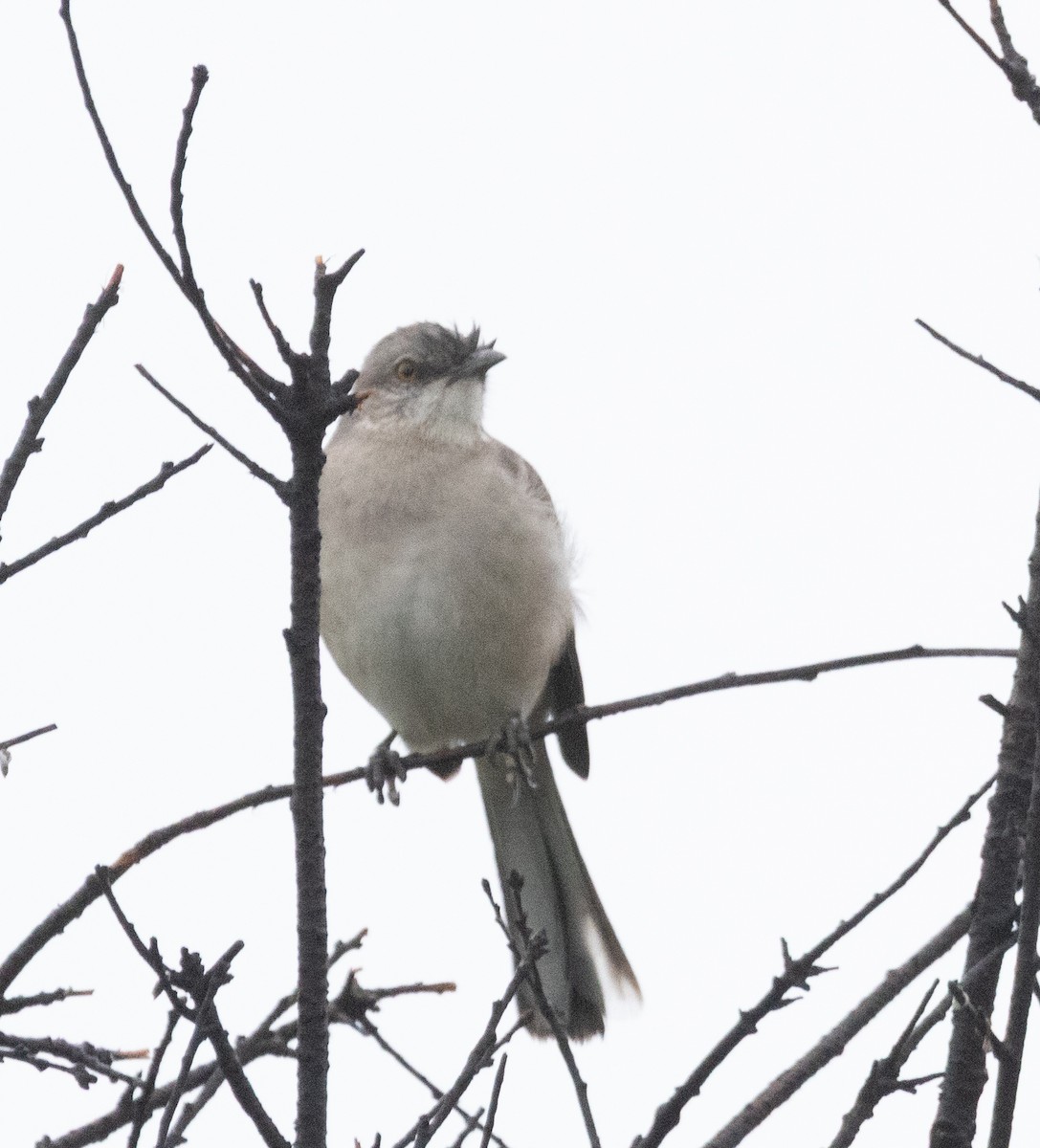 マネシツグミ - ML645309977