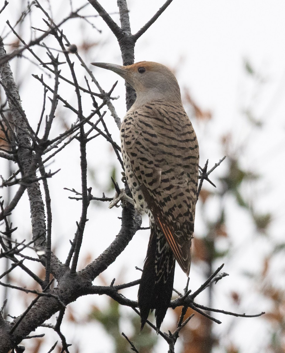 ハシボソキツツキ - ML645309978