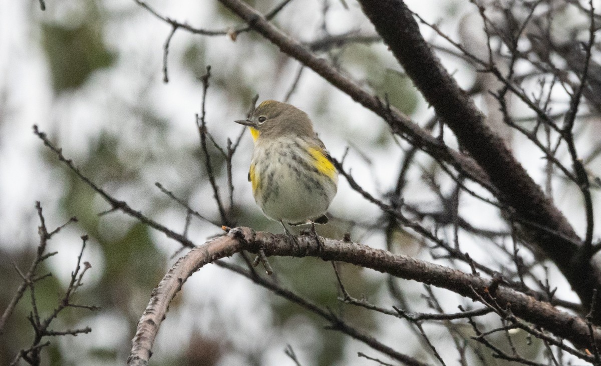 キヅタアメリカムシクイ - ML645309979