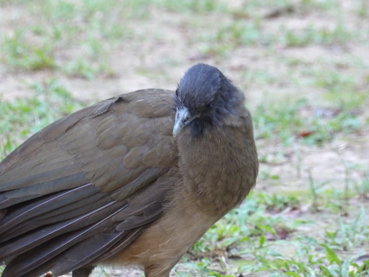 ワキアカヒメシャクケイ（ruficauda） - ML645309980