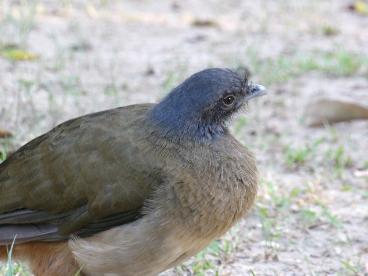 ワキアカヒメシャクケイ（ruficauda） - ML645309981