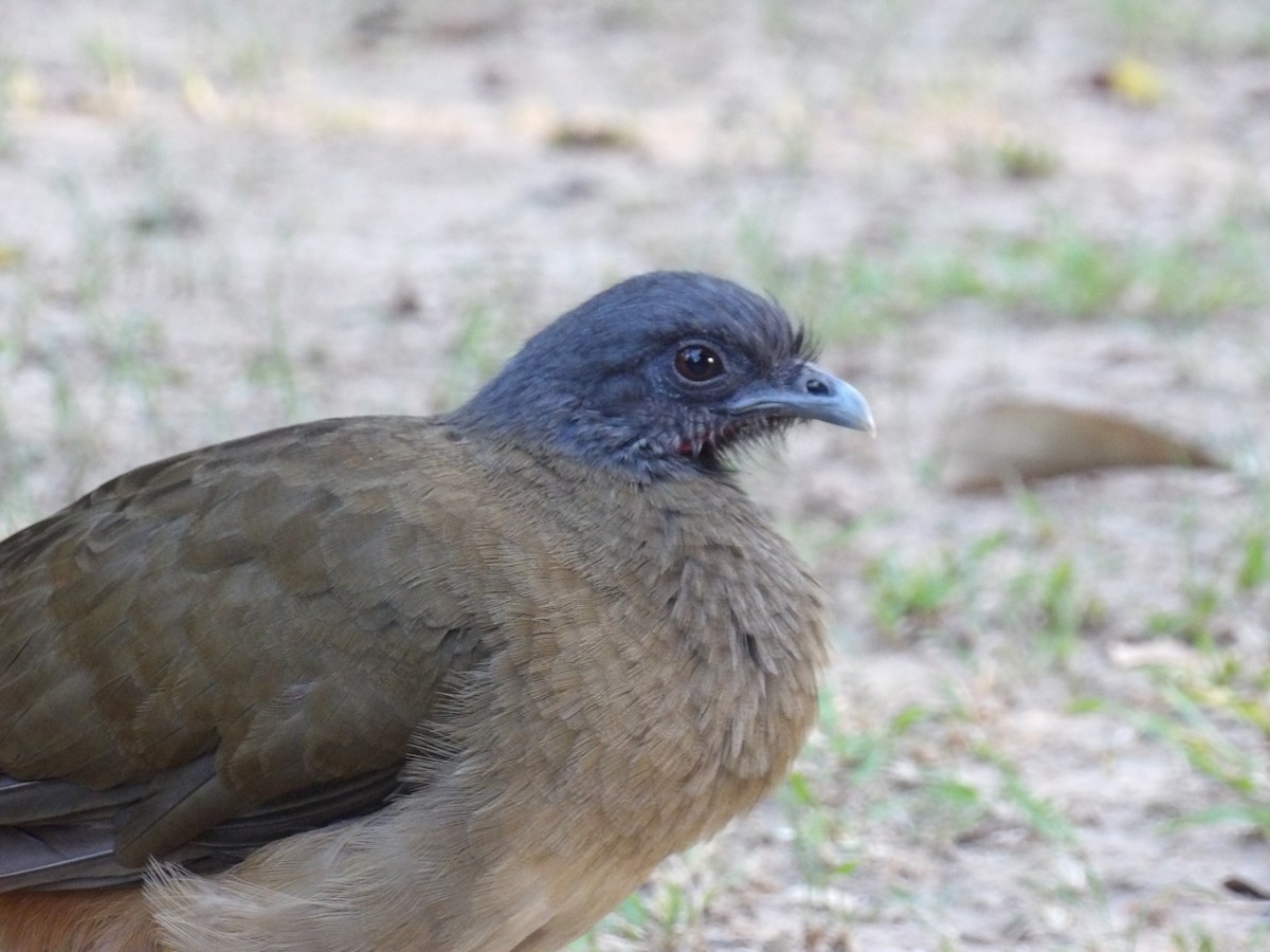 ワキアカヒメシャクケイ（ruficauda） - ML645309982