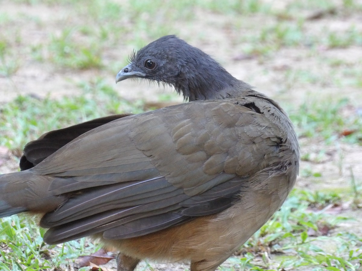 ワキアカヒメシャクケイ（ruficauda） - ML645309983