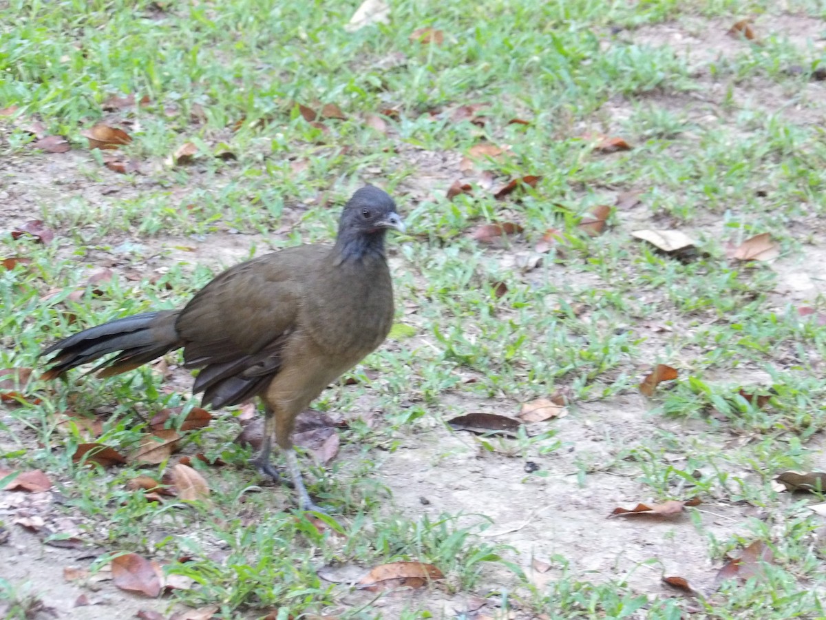 ワキアカヒメシャクケイ（ruficauda） - ML645309984