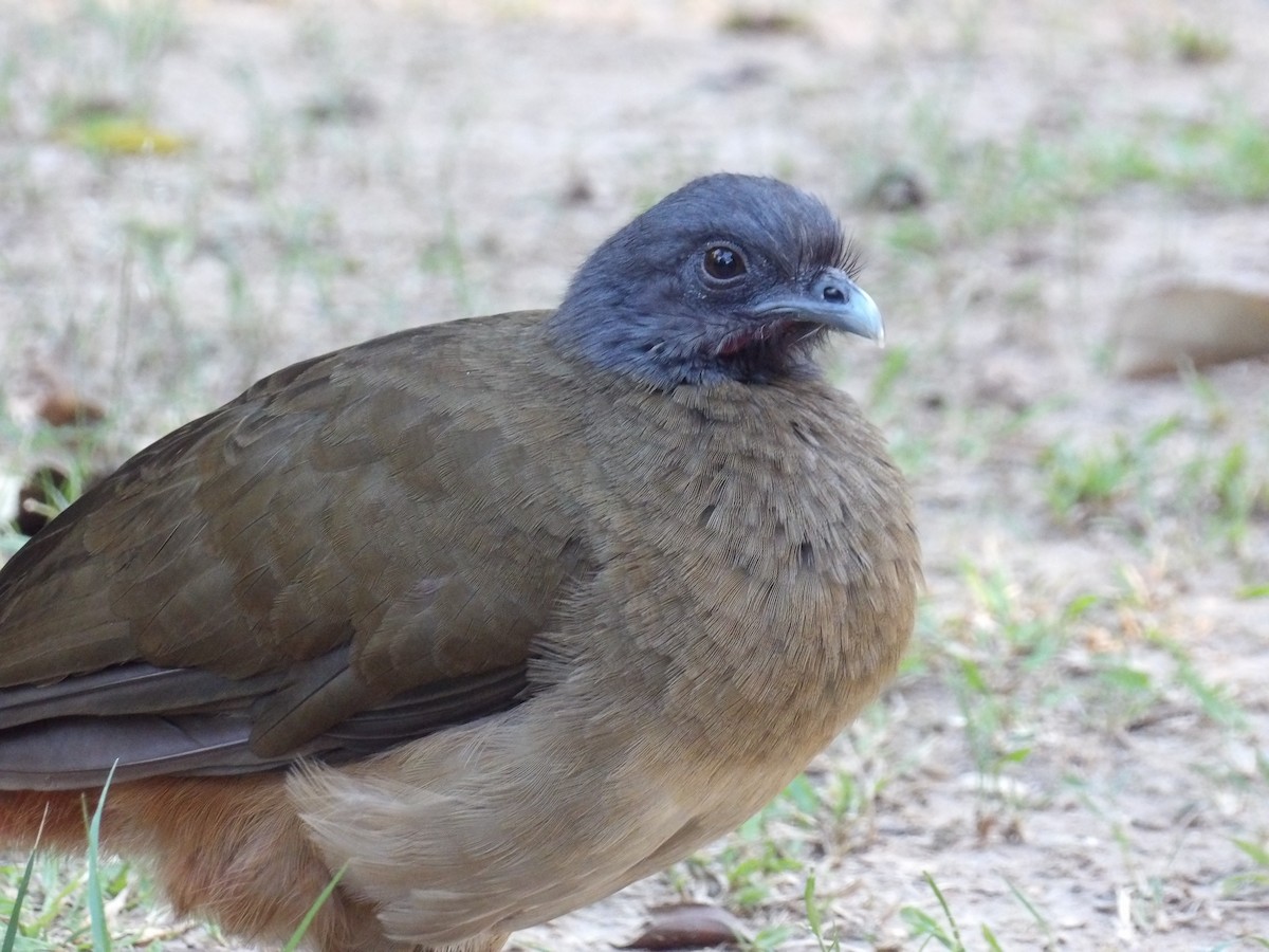 ワキアカヒメシャクケイ（ruficauda） - ML645309985