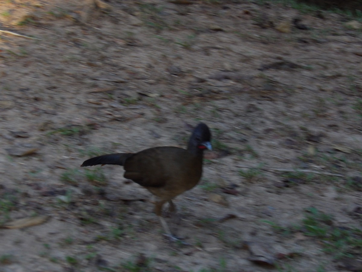 ワキアカヒメシャクケイ（ruficauda） - ML645309986