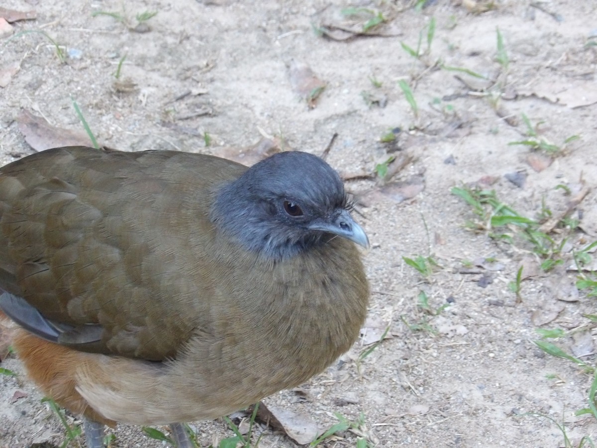 ワキアカヒメシャクケイ（ruficauda） - ML645309987