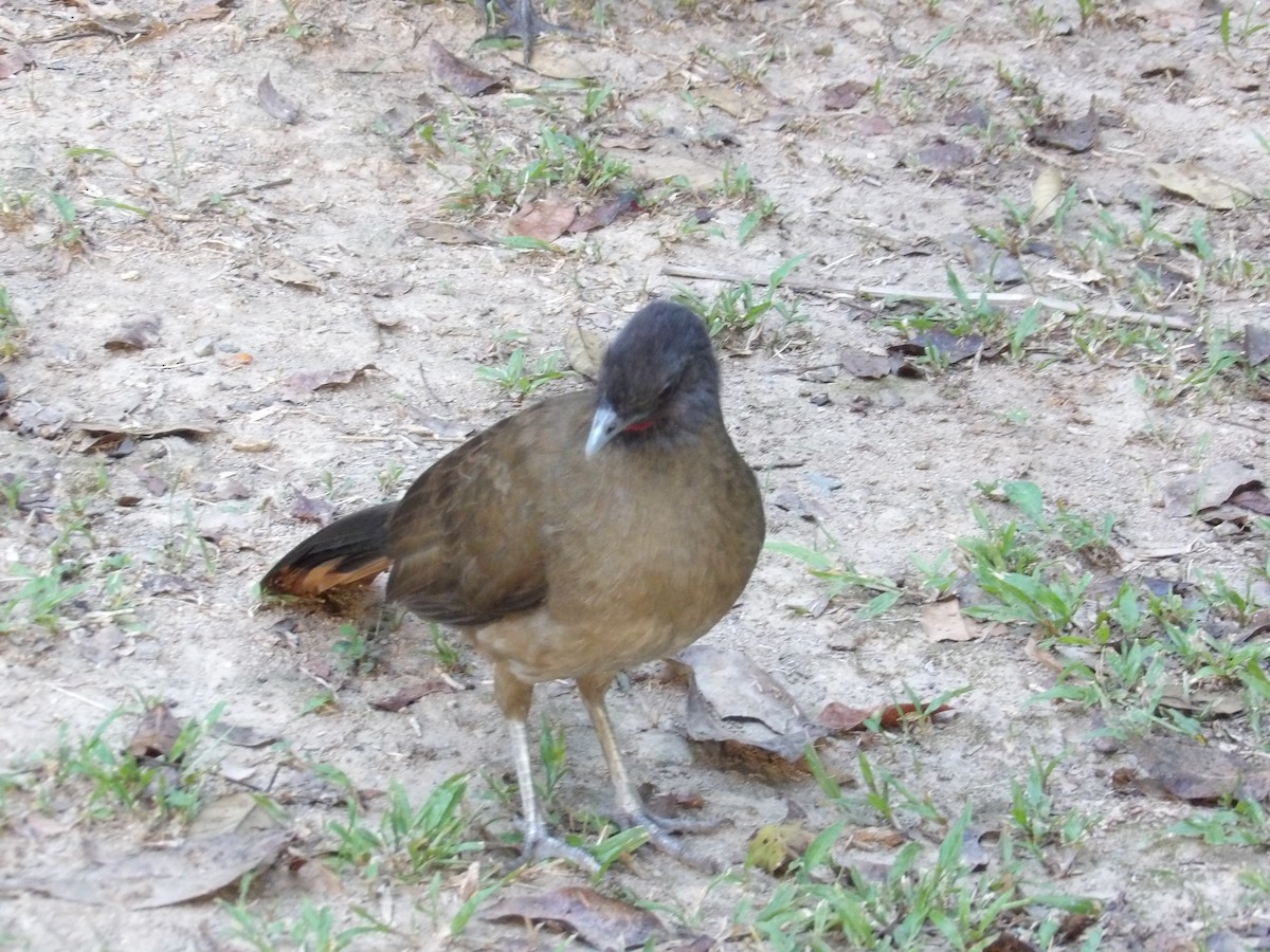 ワキアカヒメシャクケイ（ruficauda） - ML645309988