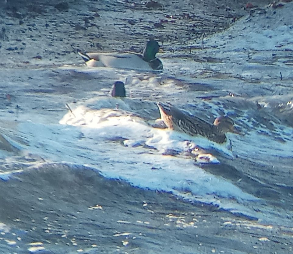 マガモ - ML645309989