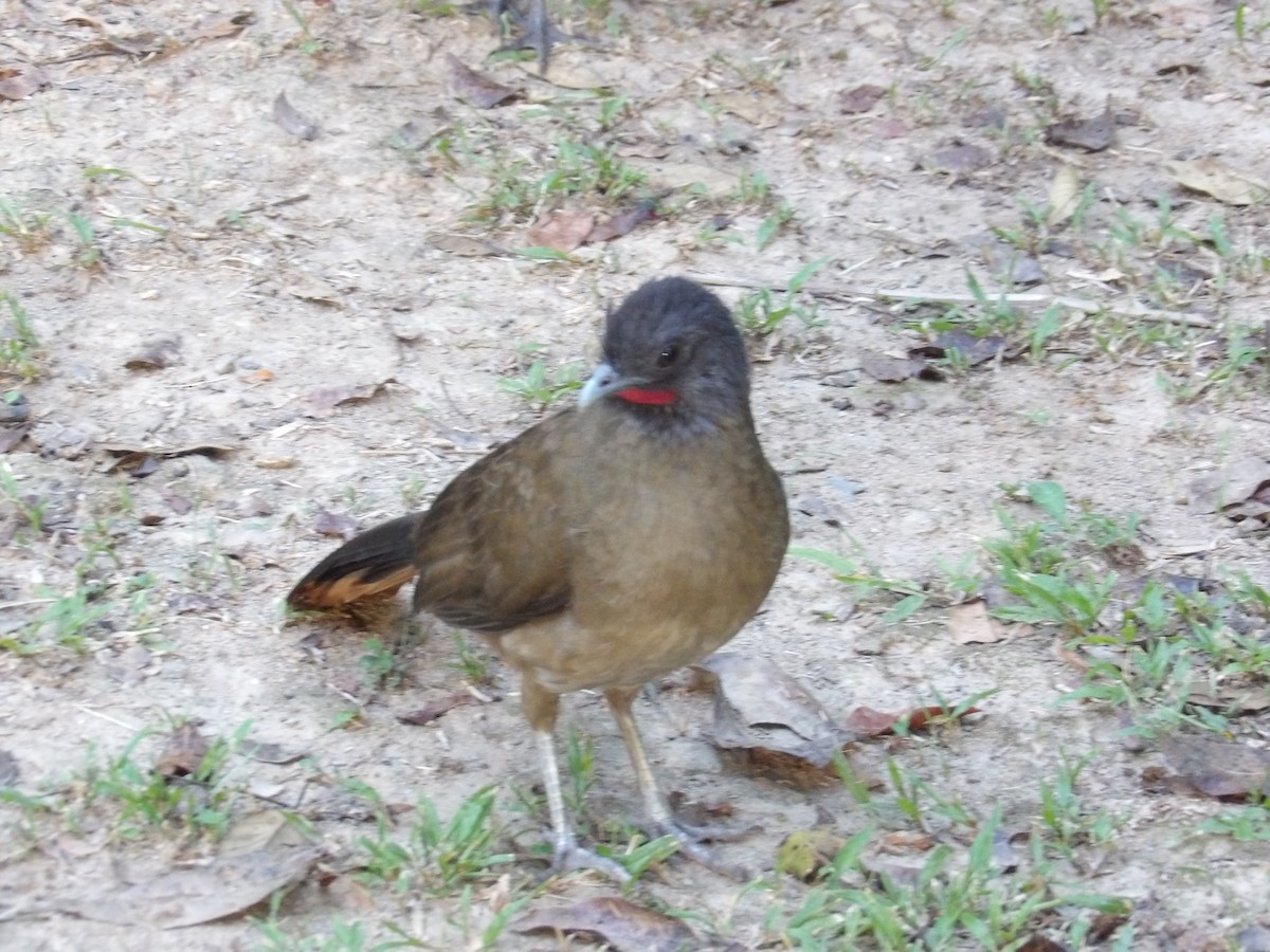 ワキアカヒメシャクケイ（ruficauda） - ML645309990