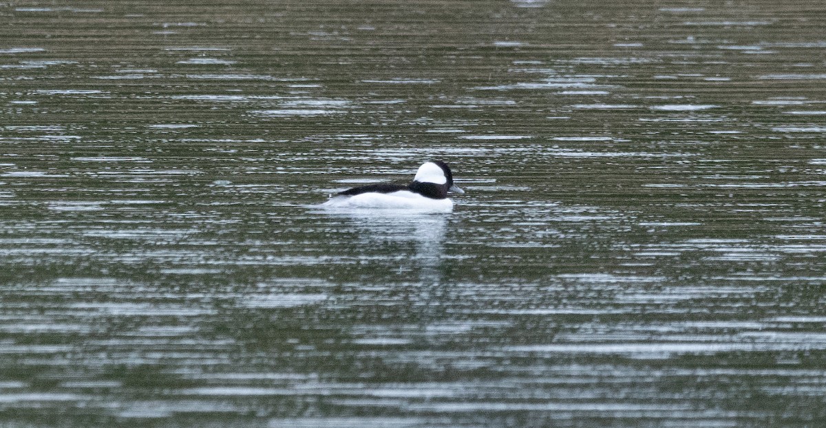 ヒメハジロ - ML645309992