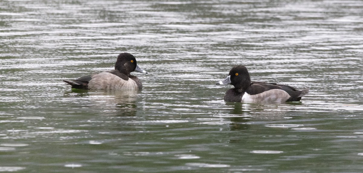 クビワキンクロ - ML645309993