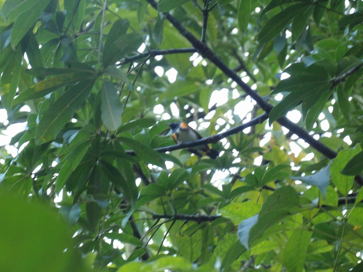 ハゴロモムシクイ - ML645309994