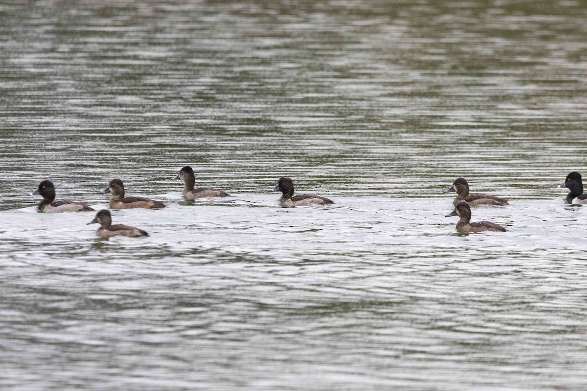 クビワキンクロ - ML645309995