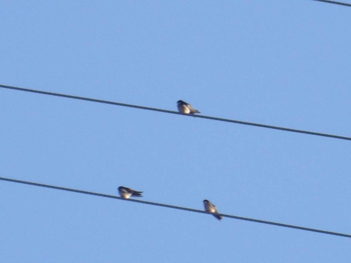 アイイロツバメ（cyanoleuca） - ML645309996