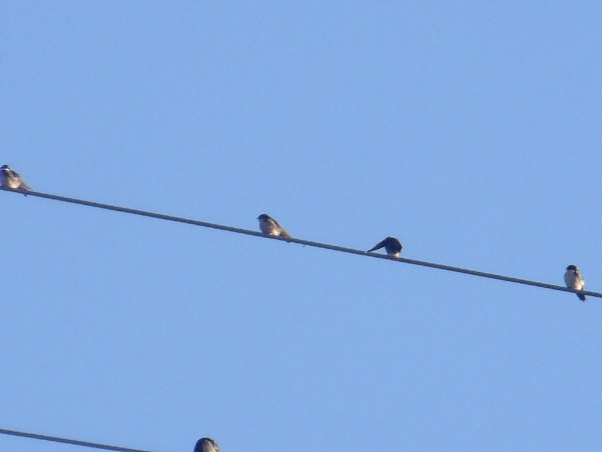 アイイロツバメ（cyanoleuca） - ML645309997