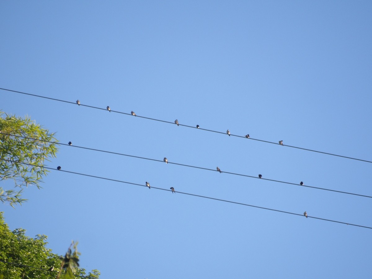 アイイロツバメ（cyanoleuca） - ML645309998