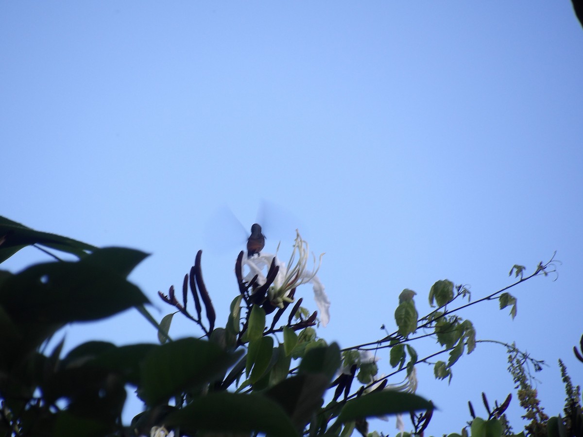 チャゴシエメラルドハチドリ - ML645309999