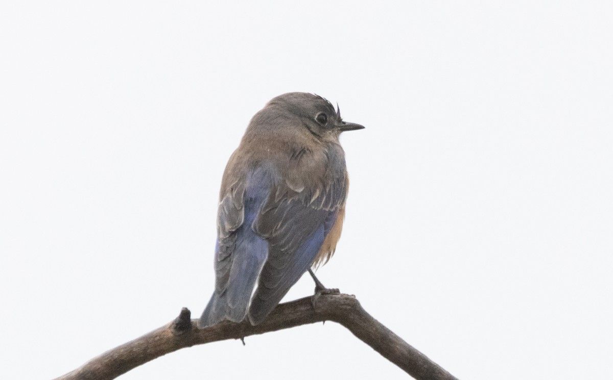 チャカタルリツグミ - ML645310000