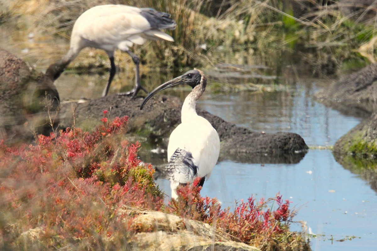 オーストラリアクロトキ - ML645310001