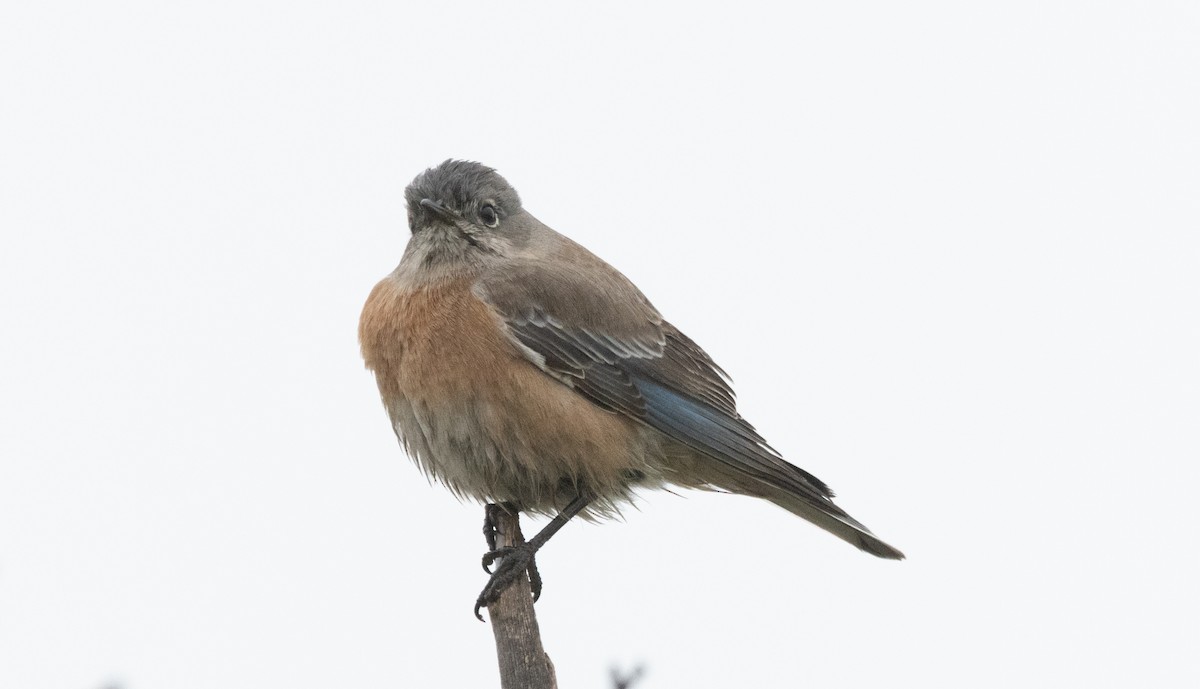 チャカタルリツグミ - ML645310002