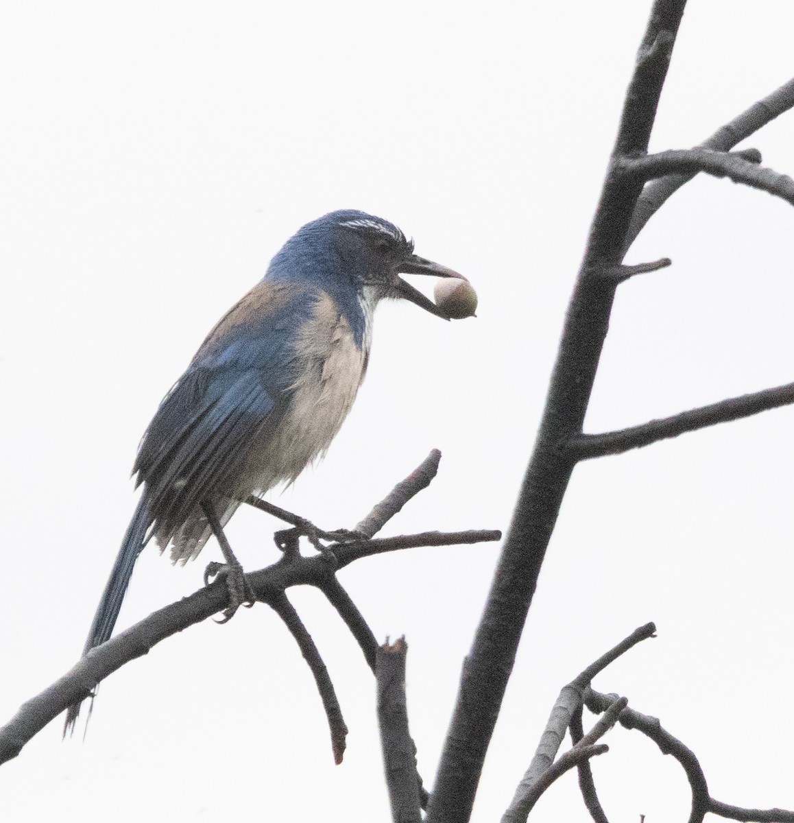 カリフォルニアカケス - ML645310003