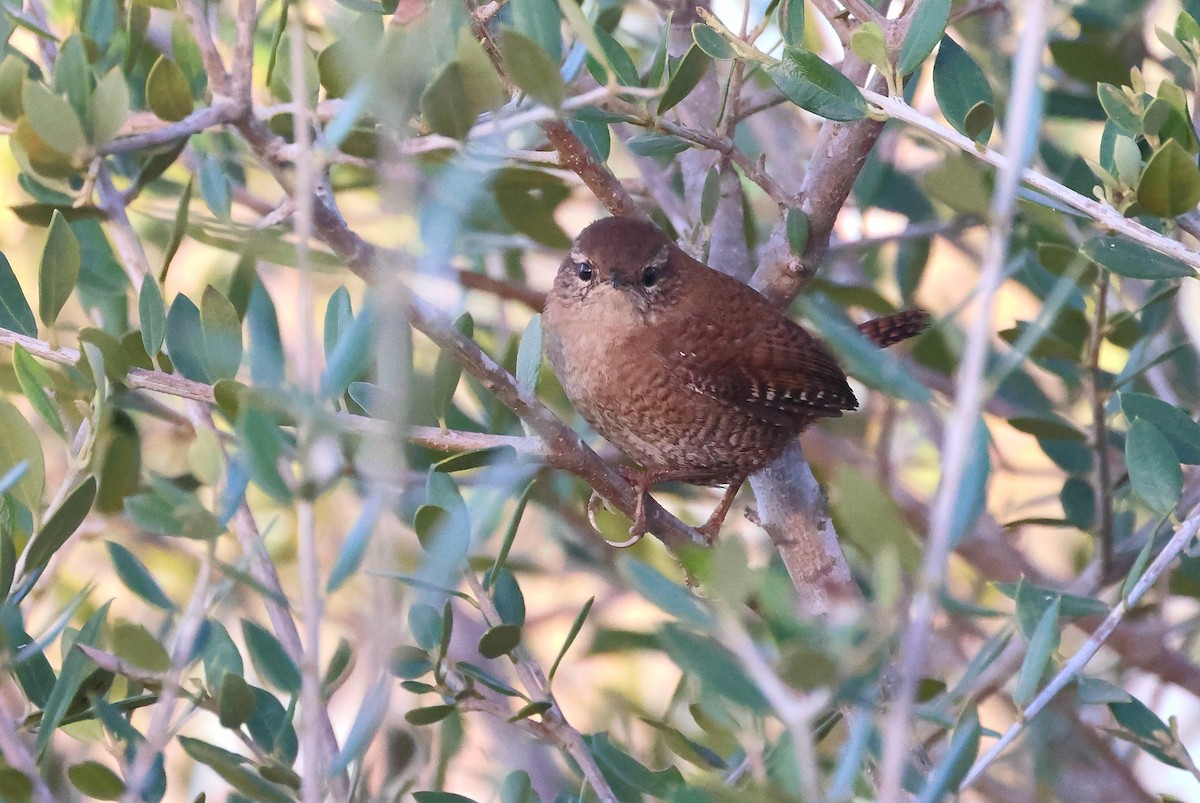 ミソサザイ - ML645310016